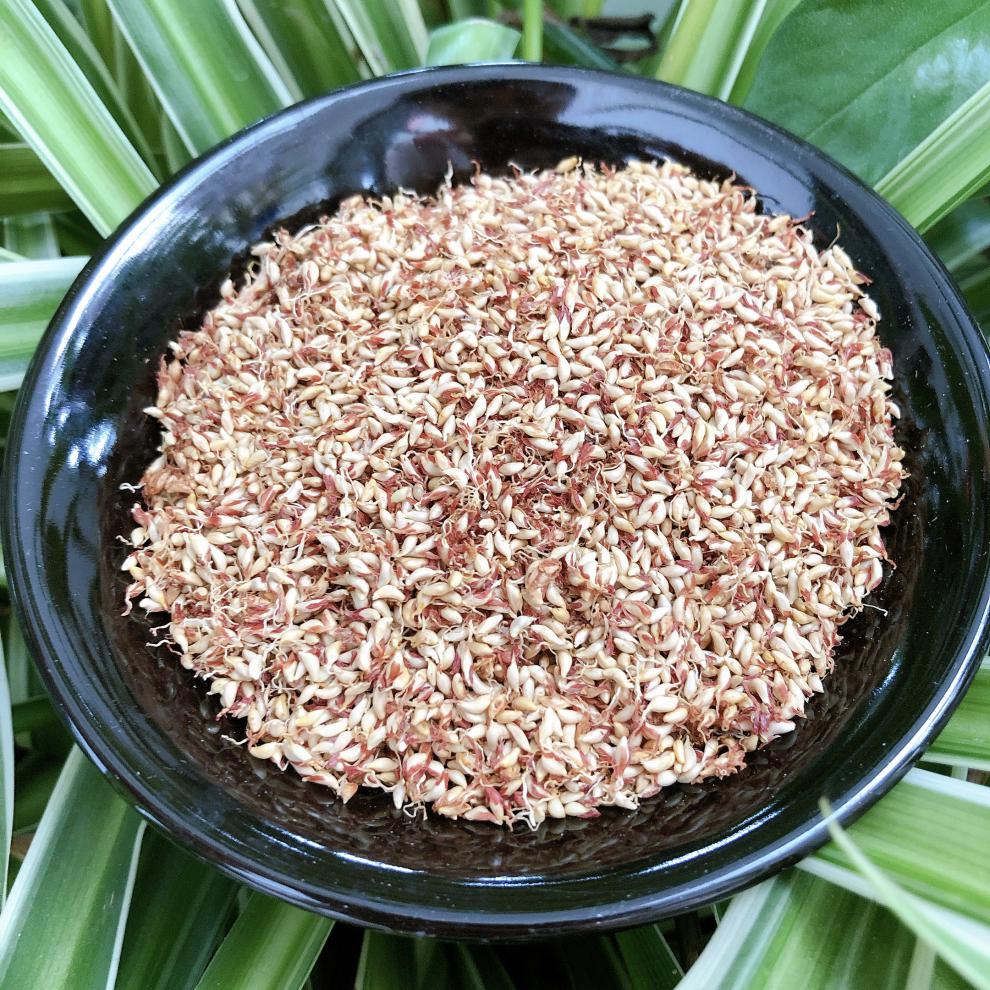 500g木莲籽木莲豆腐籽爱玉子冰粉籽手搓凉粉霹雳籽天