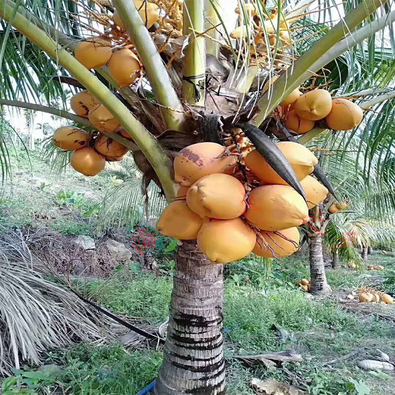 海南椰子金椰黄金椰子6个当季水果热带新鲜水果9个装