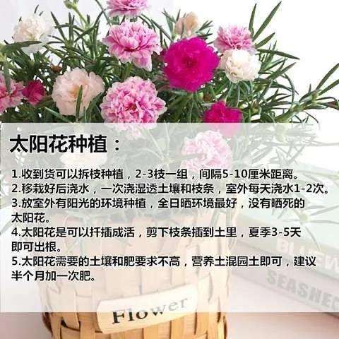祉鹿 重瓣太阳花苗盆栽带花苞混色重瓣花卉观花植物室内花带根阳台