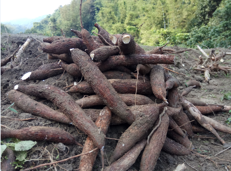 源外园新鲜木薯 黄肉黄心木薯 蛋黄糖水木薯红薯番薯香薯面包木薯 4斤