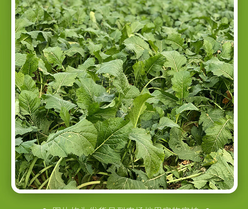 2021现挖芥菜疙瘩新鲜农家自种蔬菜辣菜头110斤现挖现发大头菜咸菜下