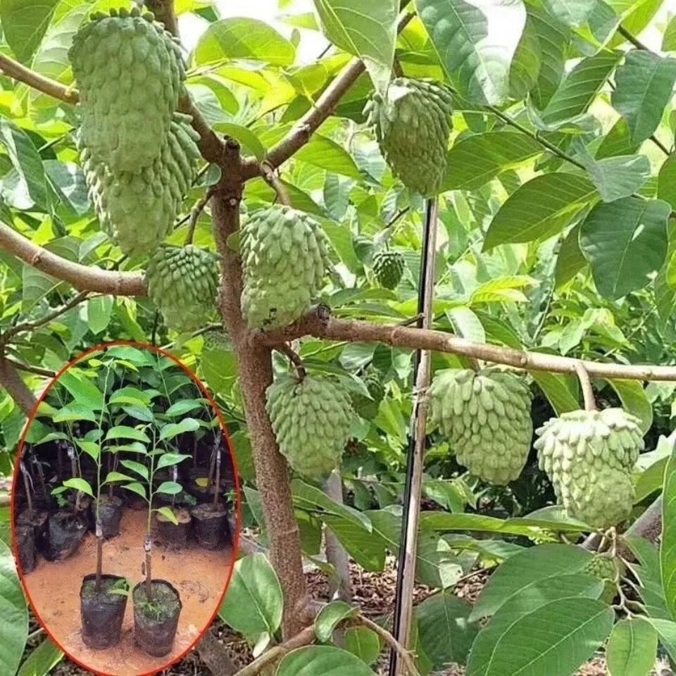 当年结果南方北方种植盆栽果树苗 蜜红释迦果36-50cm【3年苗】【图片