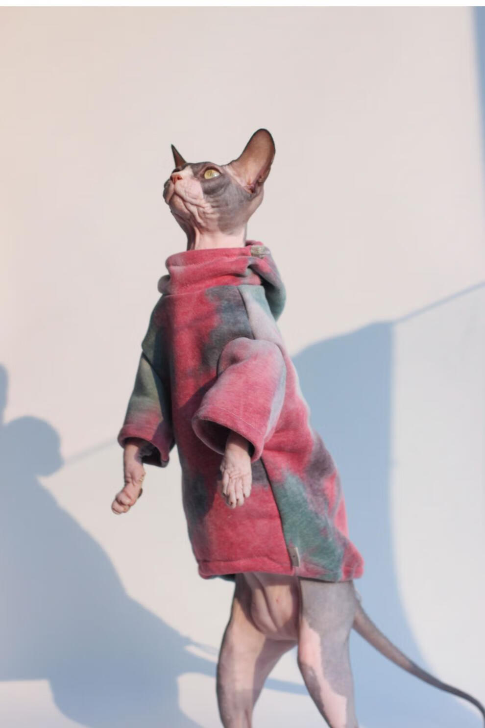 斯芬克斯无毛猫衣服斯芬克斯无毛猫衣服德文卷毛猫衣服宠物猫咪狗狗