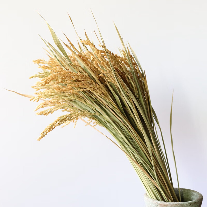 稻穗一束(约100支)【图片 价格 品牌 报价】-京东