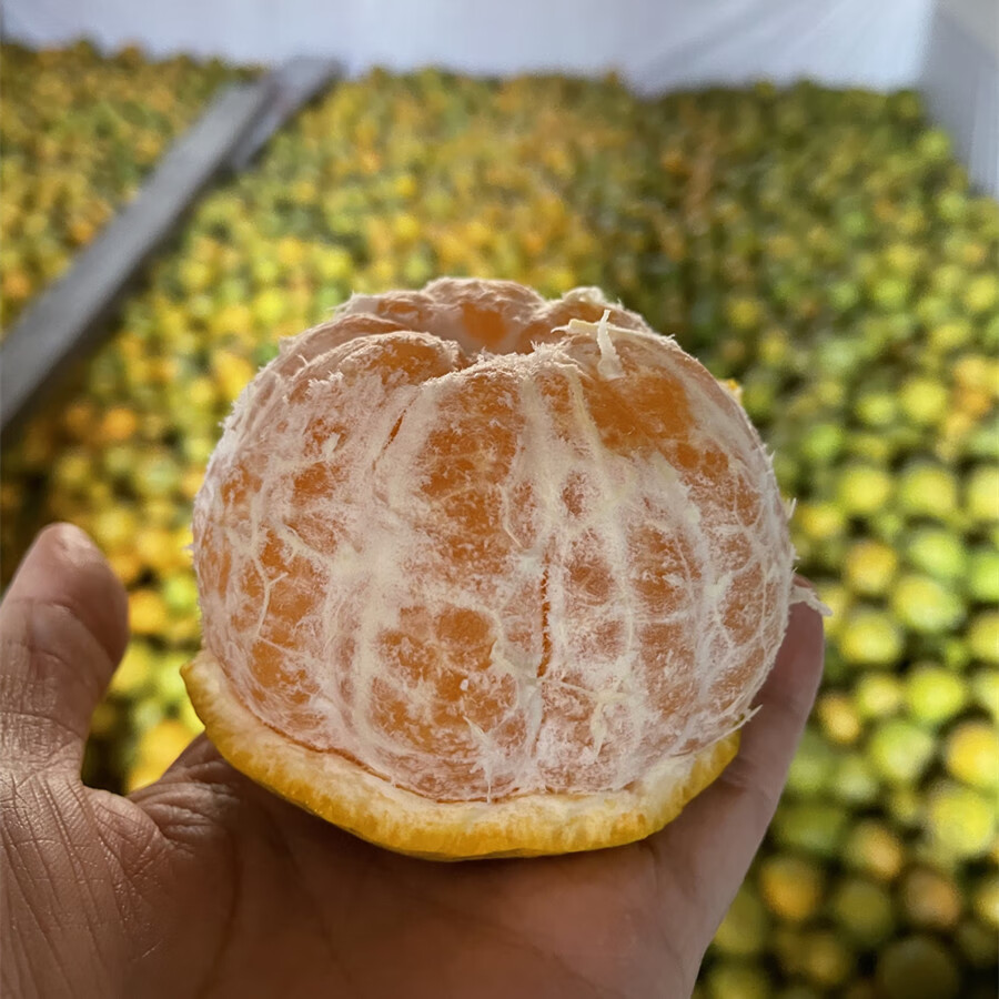 温州正宗三垟湿地园底瓯柑不上火水果甜新鲜瓯柑苦橘温州特产10斤大果