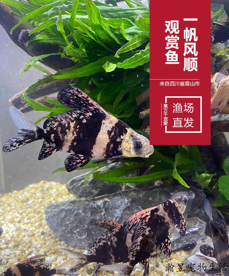 冷水鱼淡水鱼观赏鱼一帆风顺鱼活体鱼苗名贵鱼好养与金鱼锦鲤混养