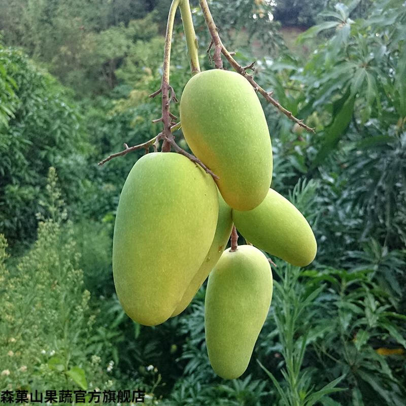 森菓山【顺丰】云南元江三年芒果 新鲜芒果 树上自然成熟 5斤 中大果