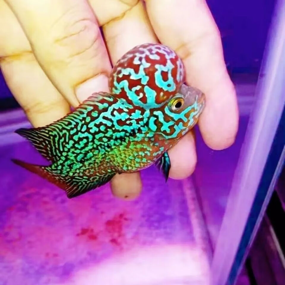 萌小鼠纯种罗汉鱼苗热带观赏鱼长寿鱼鱼好养花纹漂亮爆头率高火凤鱼苗