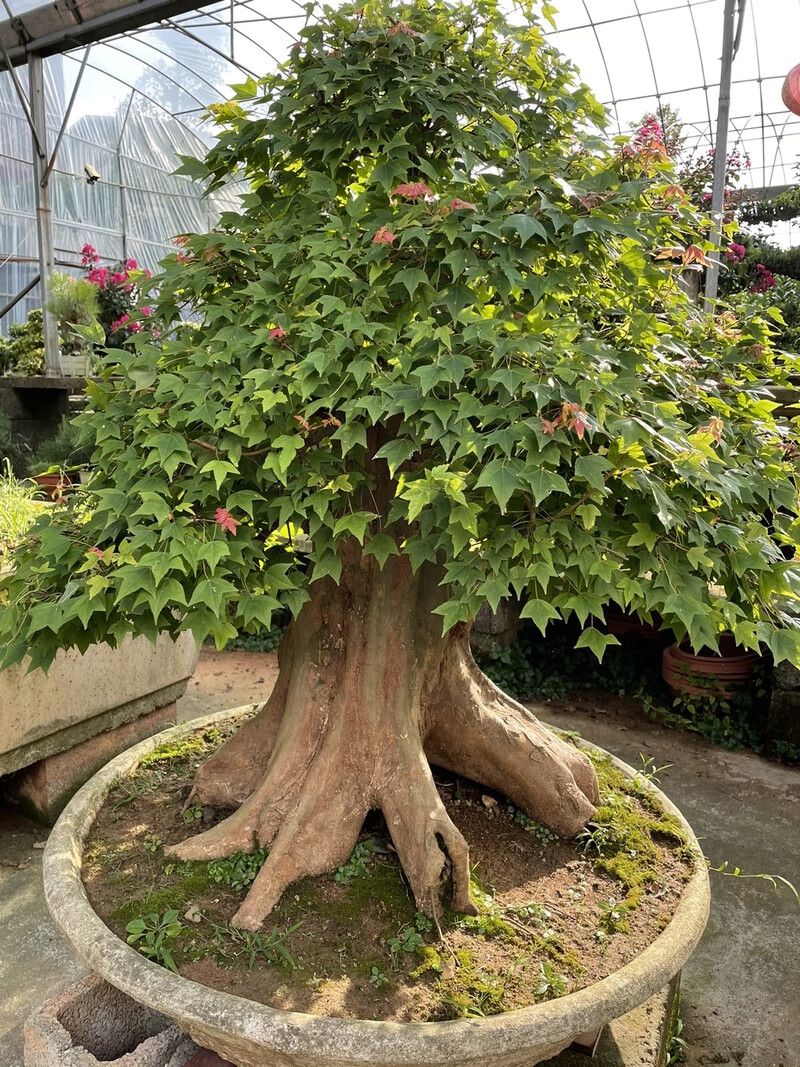 实物矮霸三角枫造型盆景树桩古老树桩古桩树桩盆景庭院观赏植物