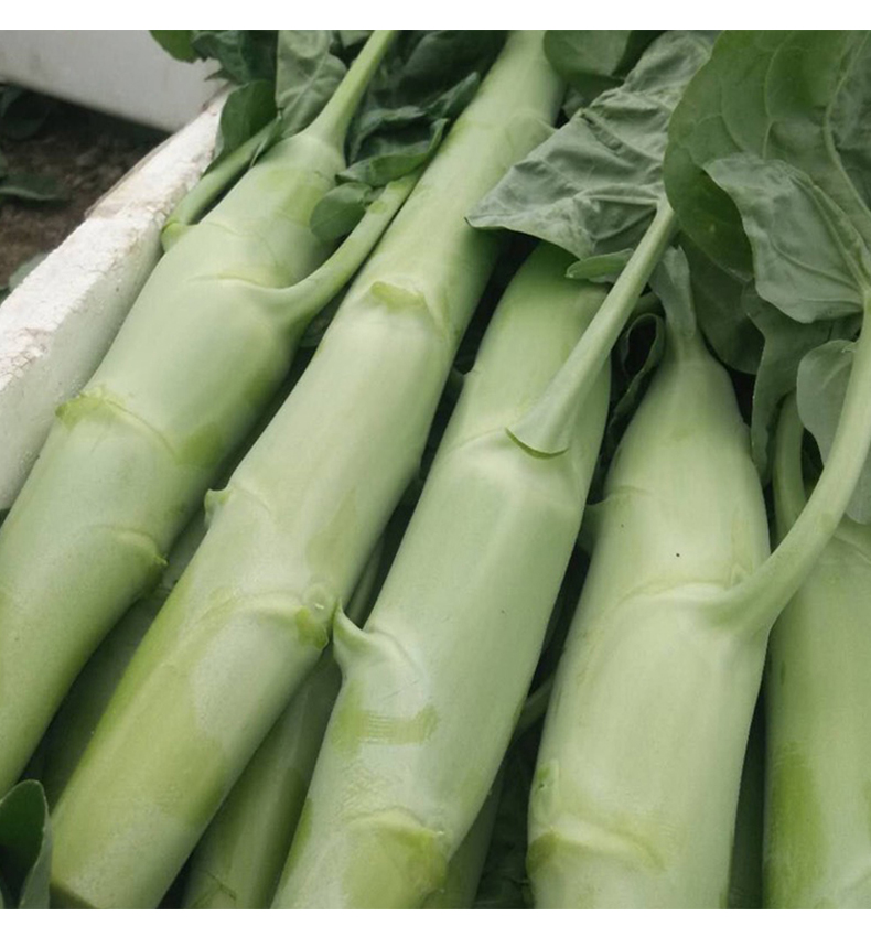 长耕鸡腿芥兰种子甜脆粗条芥兰种籽广东四季大芥兰菜春秋蔬菜种孑菜种