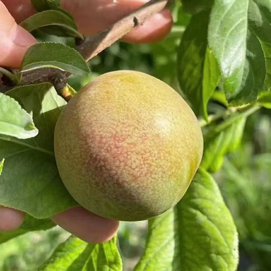 源外园【纯甜】新疆帝味恐龙蛋大李子3斤装纯甜多汁当季孕妇水果生鲜