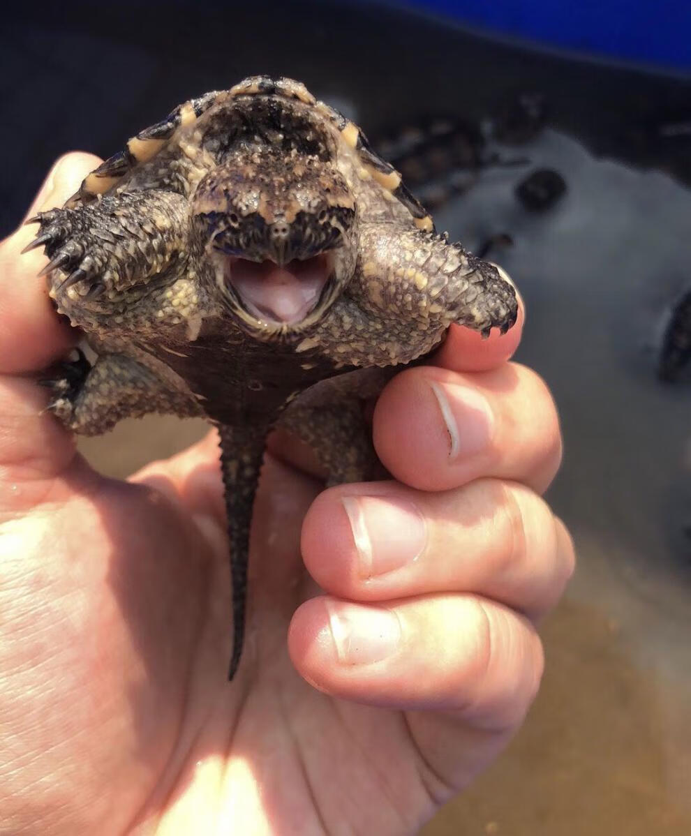 乌龟活体北美小鳄龟活体鳄鱼龟杂佛鳄龟苗子宠物龟观赏龟水龟 杂佛
