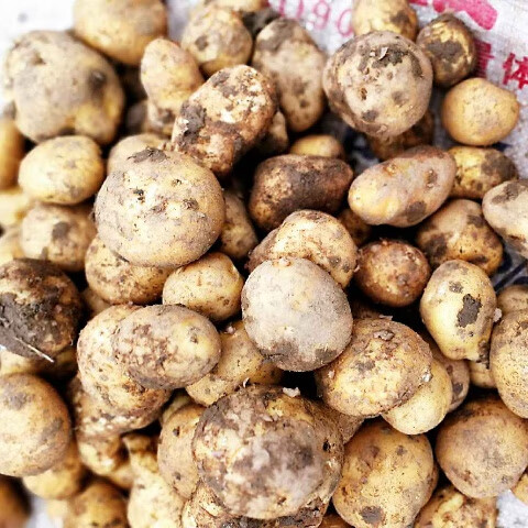 览顿 云南昭通土特产生土豆片干马铃薯片好吃的高山洋芋片黄心洋芋晒