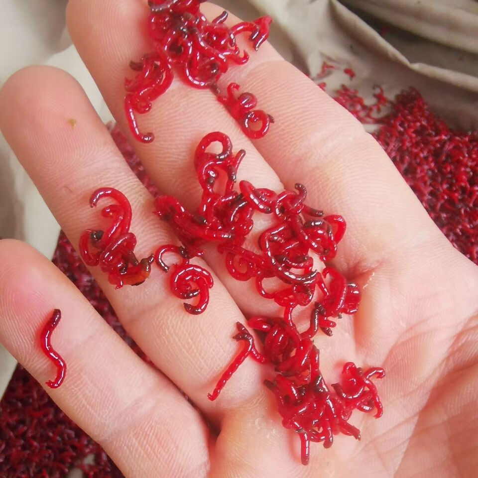 鱼饵红虫活饵特大号黑头公虫拉饵鲜活全国包活爆护鲫鱼饵 小号公虫10