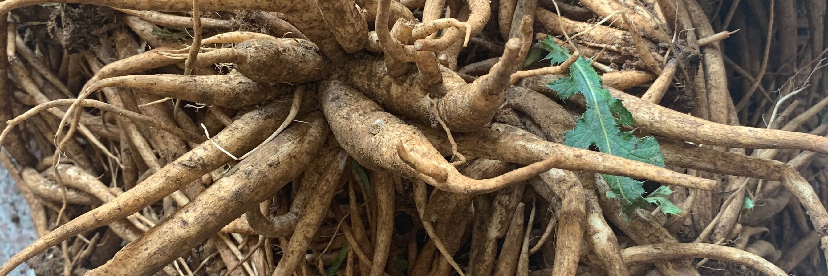 官方旗舰官方旗舰干品大蓟根晒干虎刺鸡角刺草药农家自采500g图片色