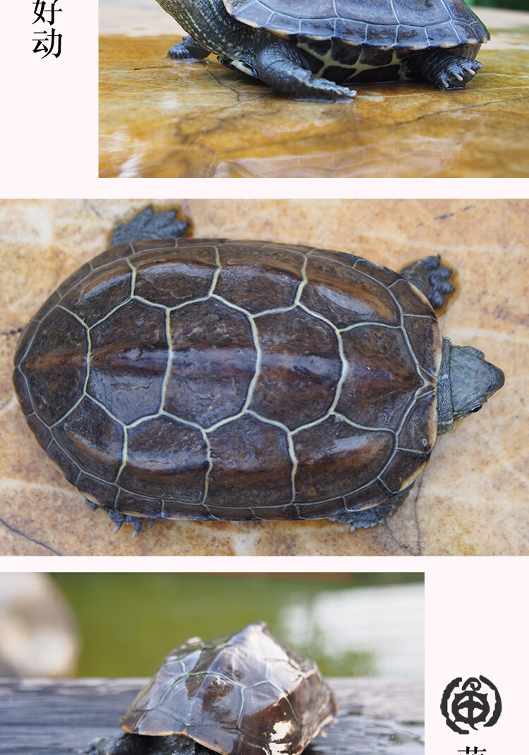 乌龟活体 中华草龟外塘金线龟小观赏龟墨龟苗水龟宠物龟活物 1-2厘米