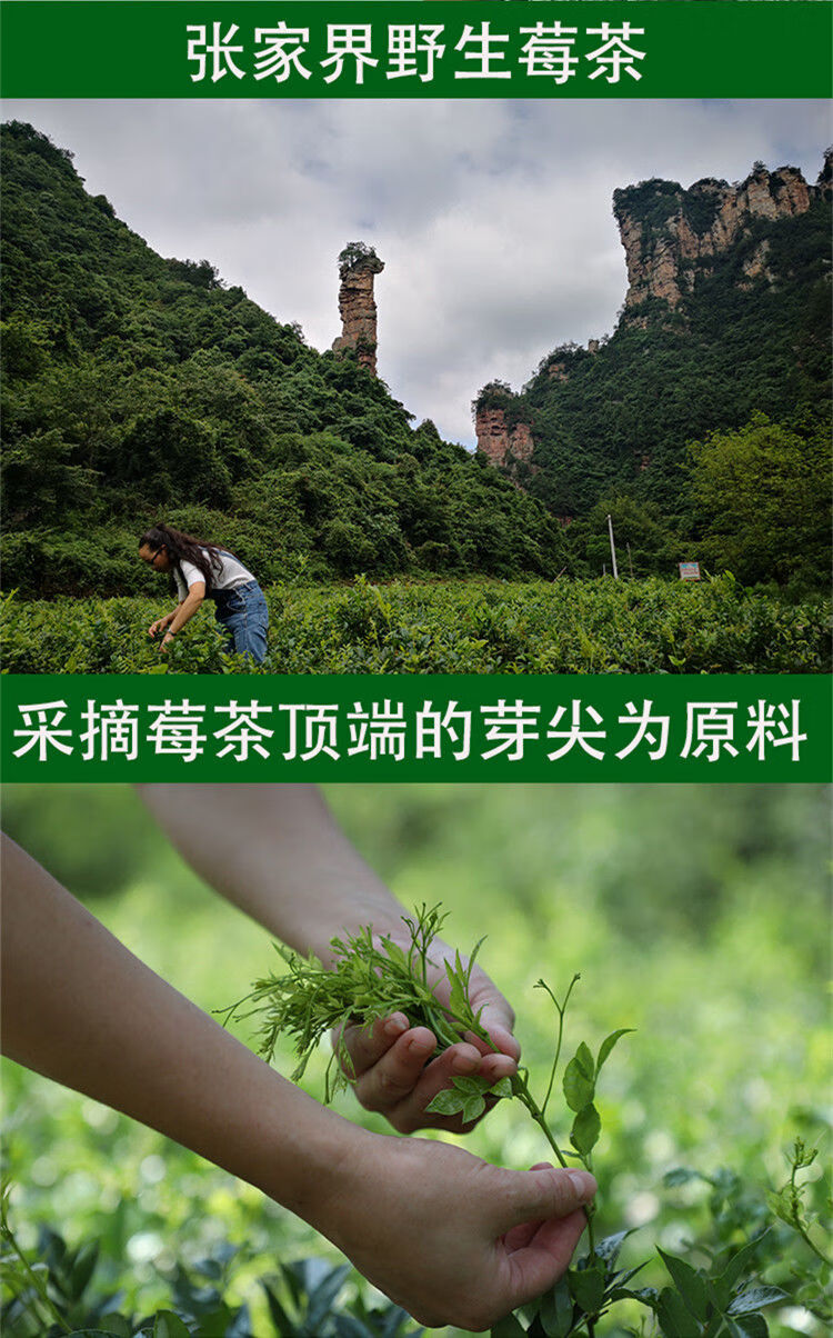 张家界野生莓茶 张家界土家神茶 龙须 茅岩莓茶藤茶 霉茶嫩芽叶 神仙
