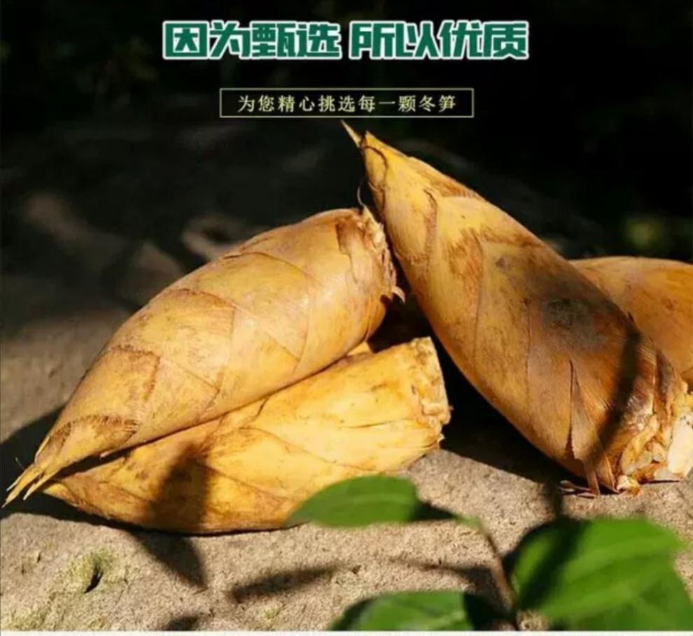 江西赣南冬笋新鲜竹笋现挖竹笋冬笋发净重155斤15斤净重现剥挖伤笋肉