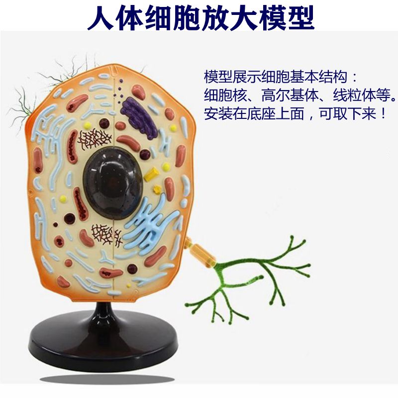 年货生物细胞模型膜流动镶嵌蛋白质二级dna双螺旋结构可拆卸课教具