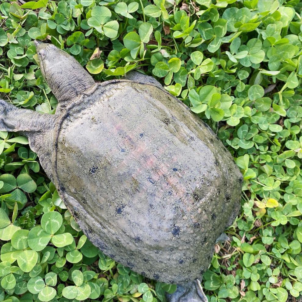 甲鱼现杀外塘老鳖食用王八真空包装新鲜定制小甲鱼0407斤四只宰杀去膜