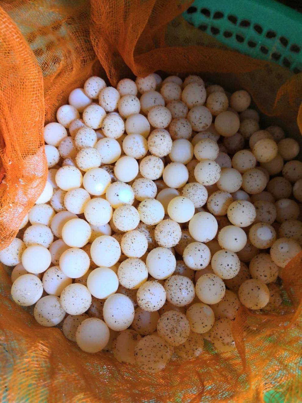 [商南助农馆]甲鱼蛋中华草龟蛋乌龟蛋新鲜可食用蛋营养丰富 240枚甲鱼