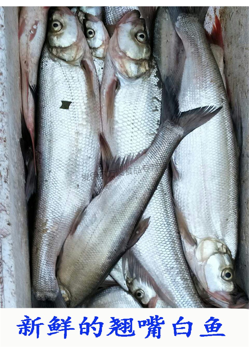 翘嘴白鱼翘嘴白翘嘴鲌大白鱼翘嘴巴大白刁子鱼现逮现
