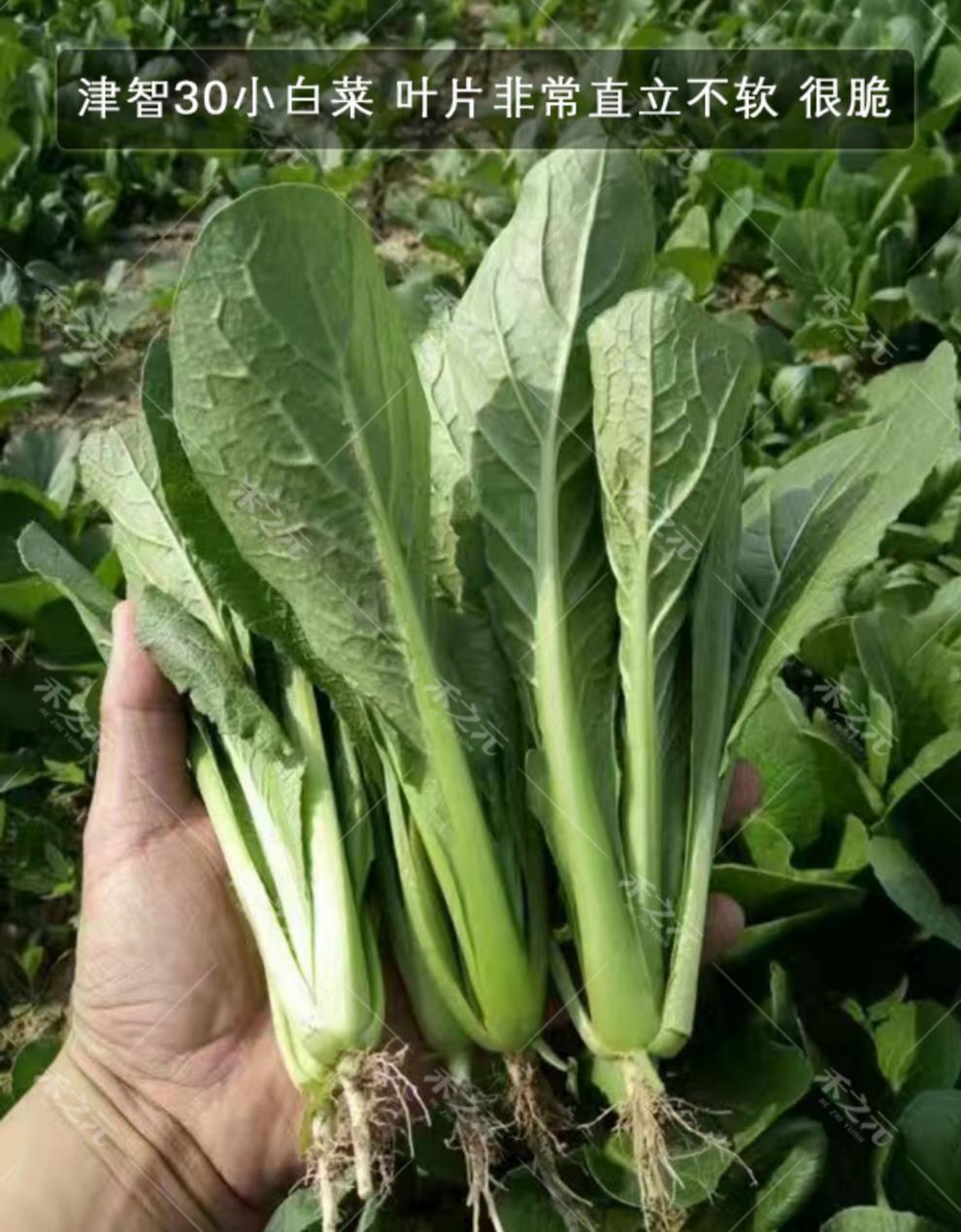 小白菜籽四季种子青梗盆栽小白菜种籽大全南方蔬菜冬鸡毛菜春秋季蟋蟀