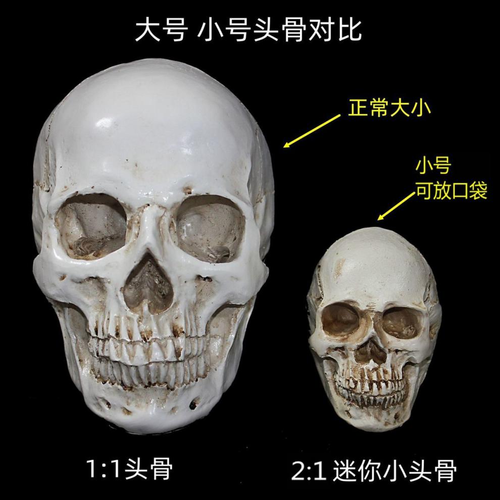 蓝桂医学人体肌肉骨骼骷髅头骨美术绘画解剖头颅素描头盖骨模型几何体