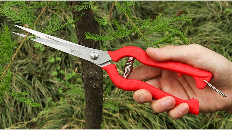 田不锈钢锯齿刃加长稀果采果剪摘花椒家用花草剪刀剪树叶红色905245cm