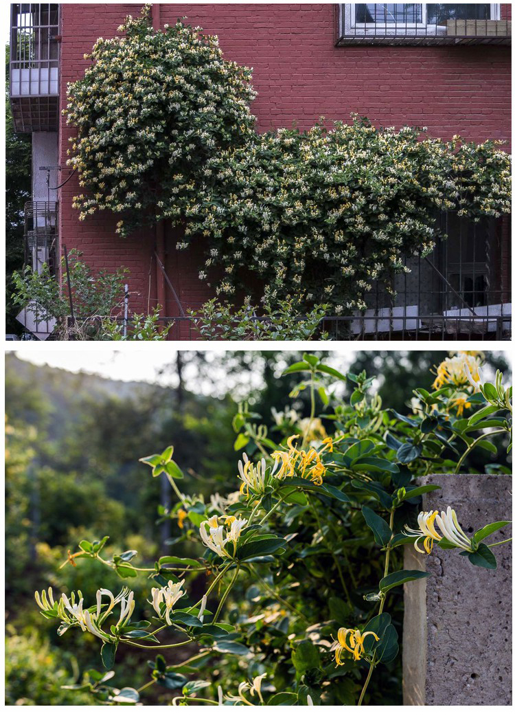 金银花爬藤植物四季金银花苗攀援花卉阳台庭院盆栽攀爬花卉绿植四季