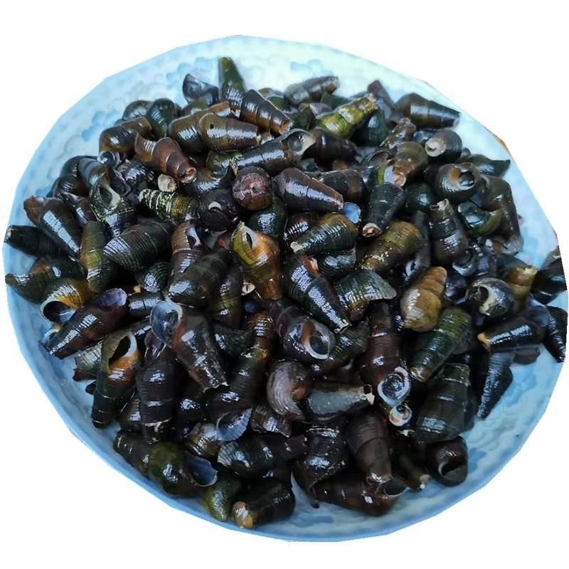 广西新鲜山坑螺钉螺长螺石螺黑螺坑螺5斤中小个