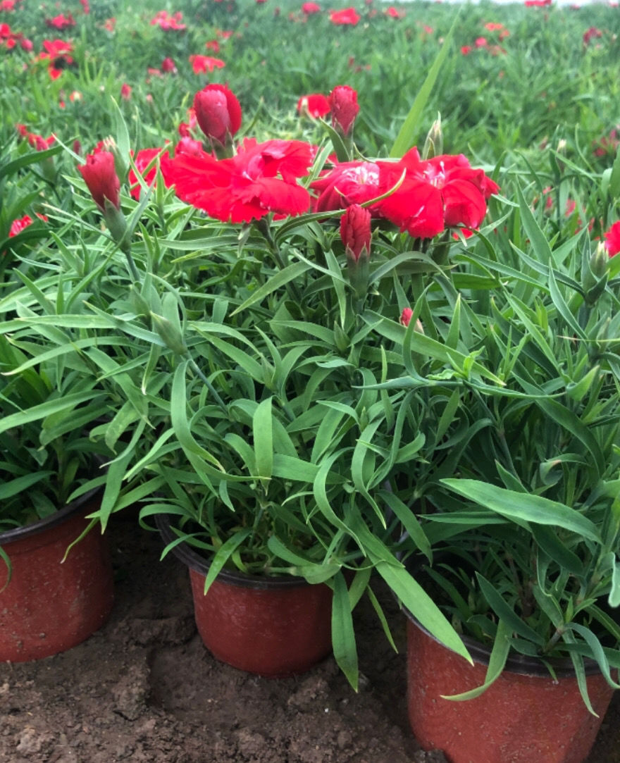 欧石竹小苗欧石竹花庭院花盆栽耐寒耐热花卉植物全年一直开花阳庭院