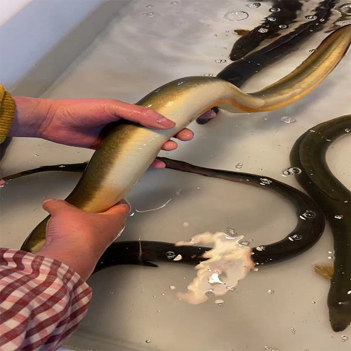 【好物推荐】鲜美惊正宗生河鳗新鲜鳗鱼鲜活淡水白鳝鱼整条海鲜批发