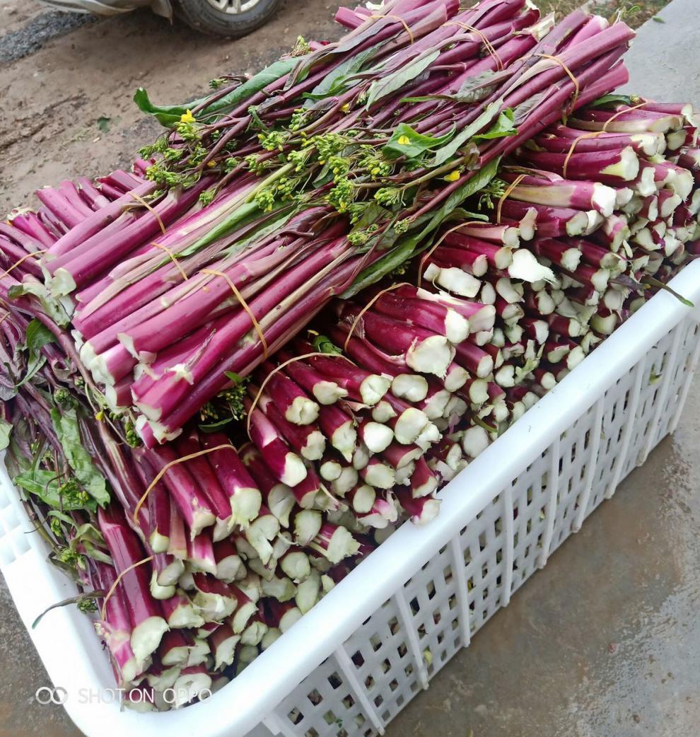 轻恋新品红梗菜湖北特产新鲜蔬菜红菜苔菜苔菜芯5斤精品保鲜装