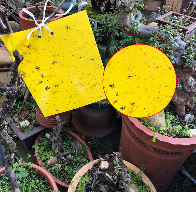黄板双面诱虫蓝板纸贴黄色灭小飞虫沾果蝇粘板果园蓟马大棚粘虫板5张