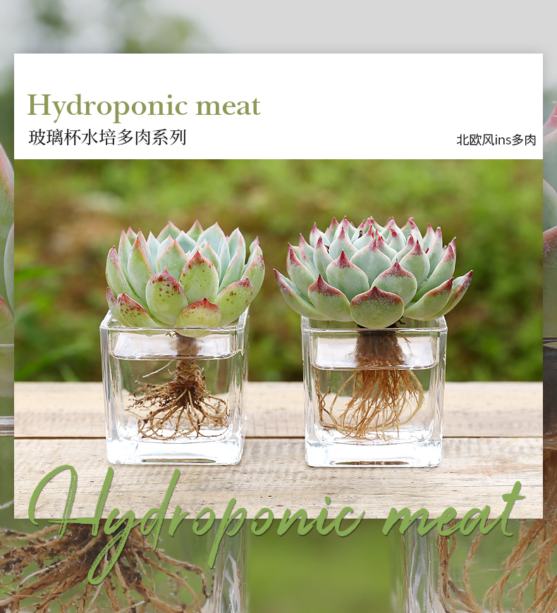 多肉植物水培室内超萌吉娃娃大老桩莎莎女王水培植物含盆玻璃礼物斯柏克大号吉娃娃 6方玻璃杯含盆 图片价格品牌报价 京东