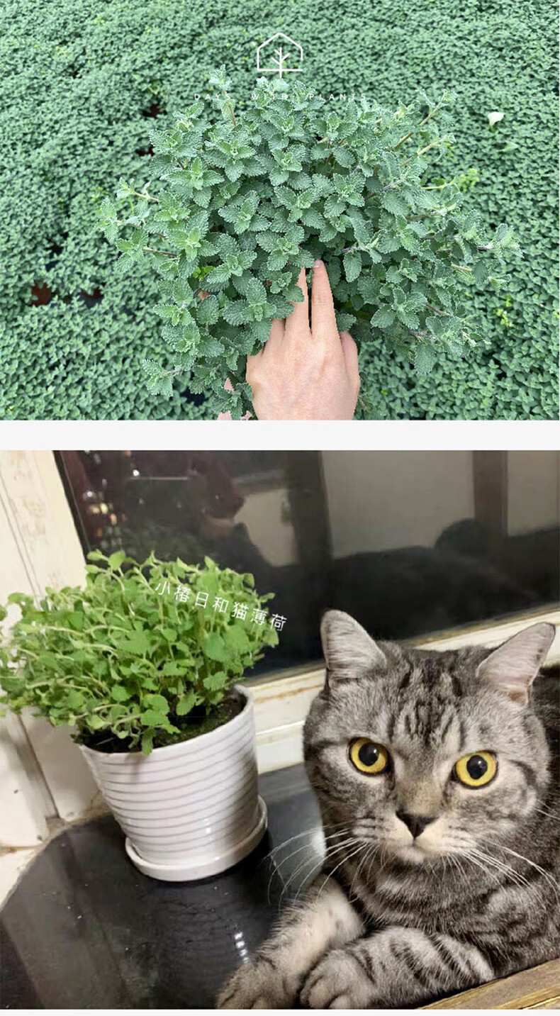 猫薄荷盆栽猫薄荷草猫咪零食猫猫幼猫天然猫草盆已种好可食用6个月