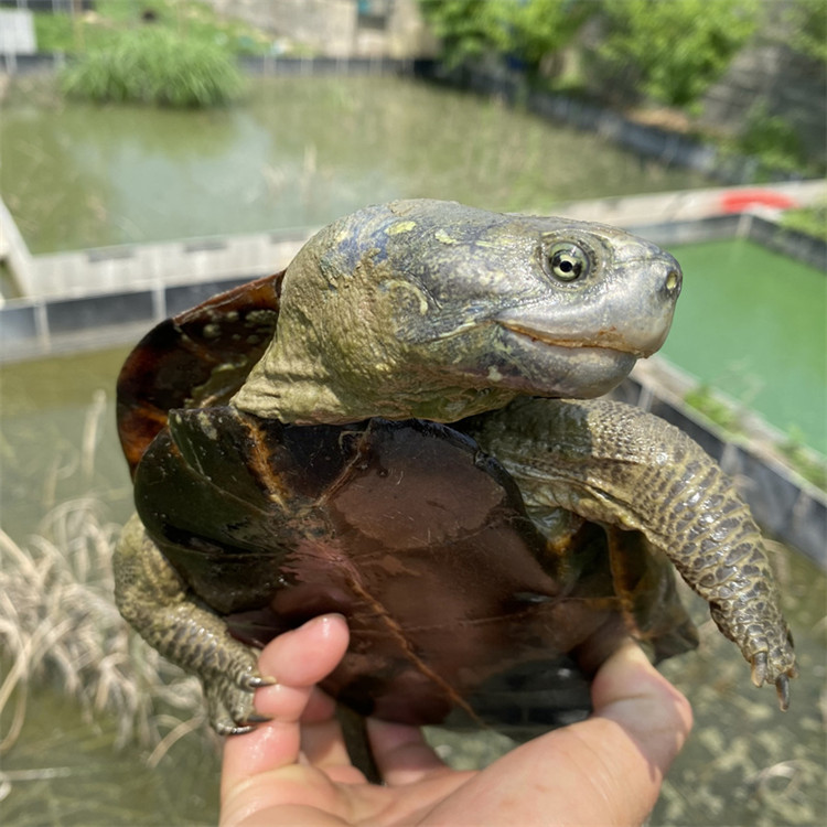 办公室餐厅宠物龟包活-岚黛 真外塘7-8厘米 一只公(安徽草龟)【图片