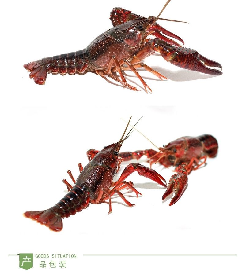 淡水养殖鲜活小龙虾中红青壳虾红壳虾新鲜水产批发活体死虾包赔2341斤