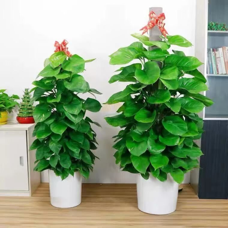 绿萝柱大型绿植盆栽客厅净化空气室内大叶四季常青绿植好养活含树脂盆