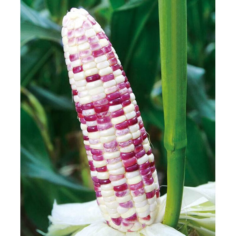 鲜食彩甜糯玉米种子高产大田香彩甜糯玉米种子彩玉米种 国色天香500克