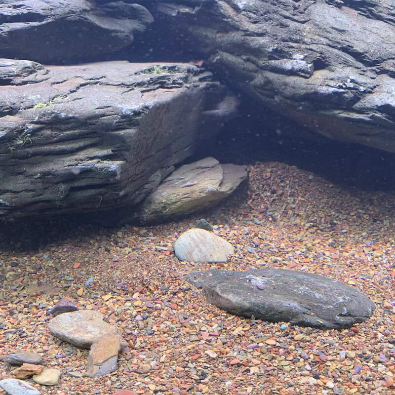 现货原生溪流沙 溪流石造景石原生缸造景 野采粗糙暗色石头 精品溪