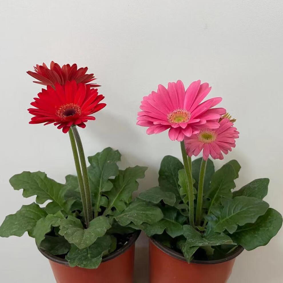 非洲菊盆栽扶郎花太阳花重瓣多年生带花苞家居室内外鲜花植物 玫红色