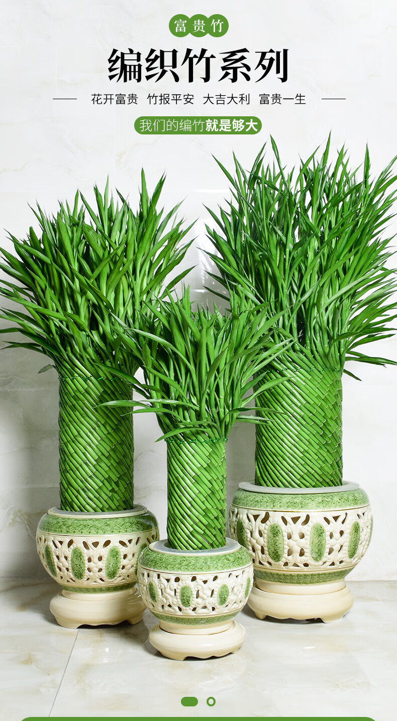 节节高盆栽富贵竹植物花卉盆栽大型绿植客厅水养开运竹子植物 竹笼(大