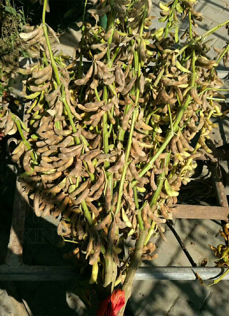 早熟中粒黄豆种子早熟高产东北农家大豆春季四季播种孑籽 中粒黄豆200