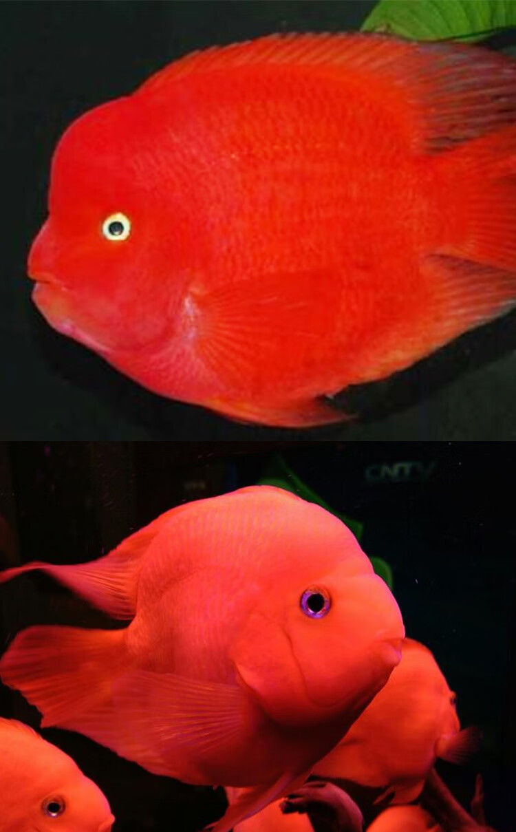 秋颖中大型热带观赏鱼元宝财神鱼鱼元宝血鹦鹉风水鱼龙鱼配鱼活体精挑
