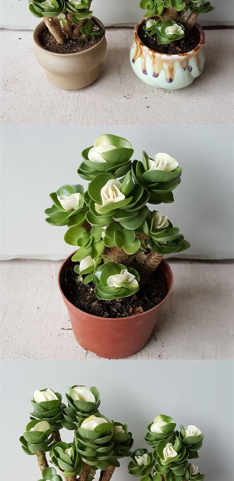 金钱树金钱木老桩新款带锦多肉金钱树超大植物盆栽办公室绿植花卉f2