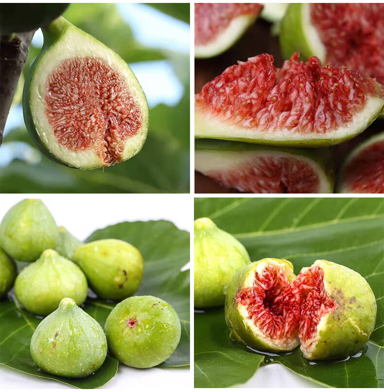 顺丰空运威海无花果鲜果新鲜青皮大果山东烟台特产5斤特大果送礼佳品