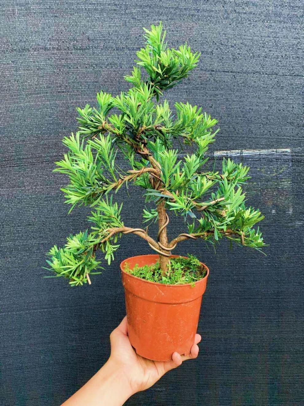 罗汉松黄杨盆栽悬崖福建茶绿植净化空气柏树嘉瑰黑松25cm左右