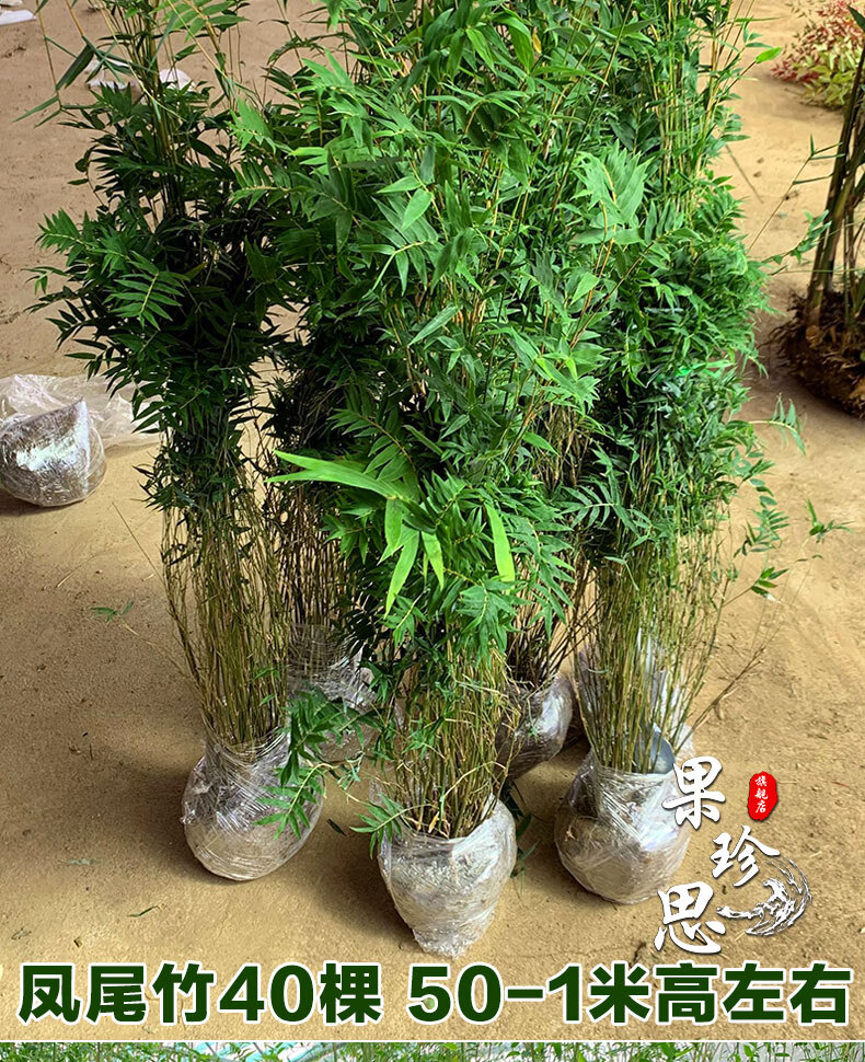澜墨丛生慈孝竹庭院户外大型风水竹子四季小型室内盆栽凤尾竹阳台植物